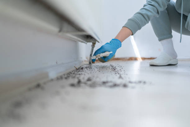 Reliable Coachella, CA Pest Control Solutions
